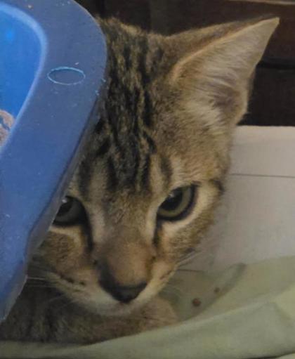 SON OF CHIA - Domestic Shorthair / Mix available for adoption