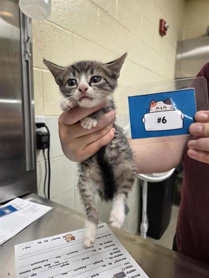 PIGEON - Domestic Shorthair / Mix available for adoption