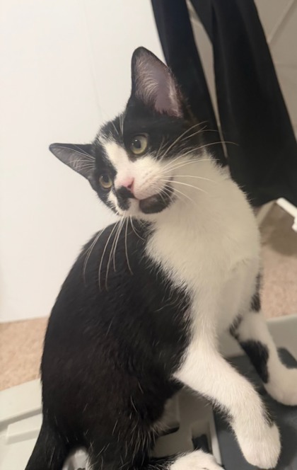 DRIX - Domestic Shorthair / Mix available for adoption
