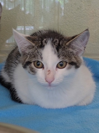 ORGANIC GREEK YOGURT - Domestic Shorthair / Mix for adoption in Chesapeake