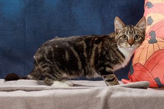 FURDINAND - Domestic Shorthair / Mix available for adoption