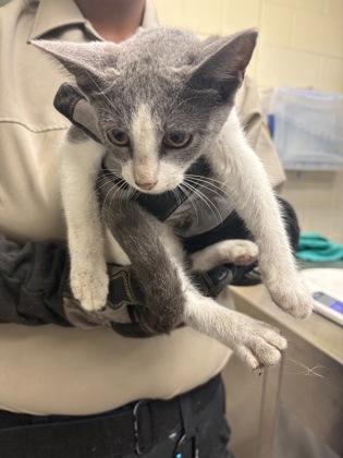 PAWTUNIA - Domestic Shorthair / Mix available for adoption