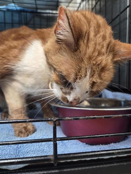 BEANS ON TOAST - Domestic Shorthair / Mix available for adoption