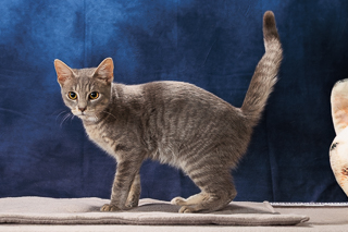HISSTON CHURCHILL - Domestic Shorthair / Mix available for adoption