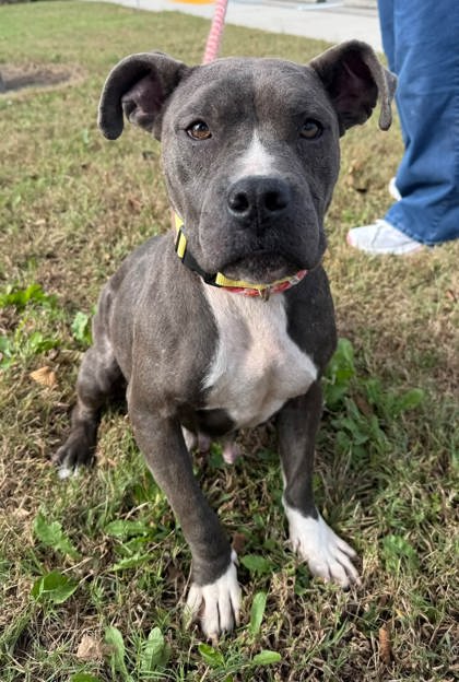 TIGERLILY - American Pit Bull Terrier / Mix available for adoption