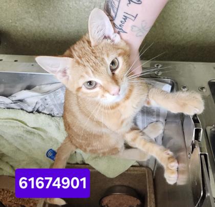 PINKERTON - Domestic Shorthair / Mix available for adoption