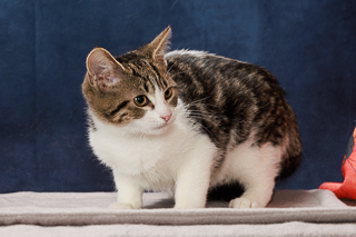 VICINITY - Domestic Shorthair / Mix available for adoption