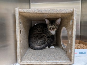 HELLZ-BELLZ - Domestic Shorthair / Mix available for adoption