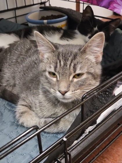 OPAL - Domestic Shorthair / Mix for adoption in Chesapeake