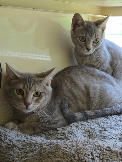 VIRGIL - Domestic Shorthair / Mix available for adoption
