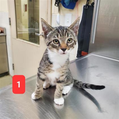 GIZMO - Domestic Shorthair / Mix available for adoption