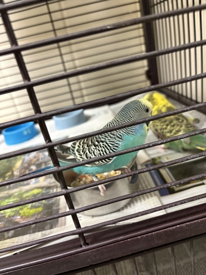 BLUE MOON - Parakeet (Other) available for adoption