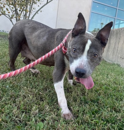 MIMI - American Pit Bull Terrier / Mix available for adoption