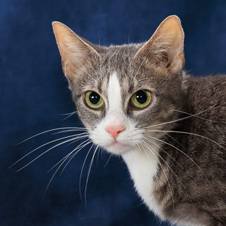 XENA - Domestic Shorthair / Mix available for adoption