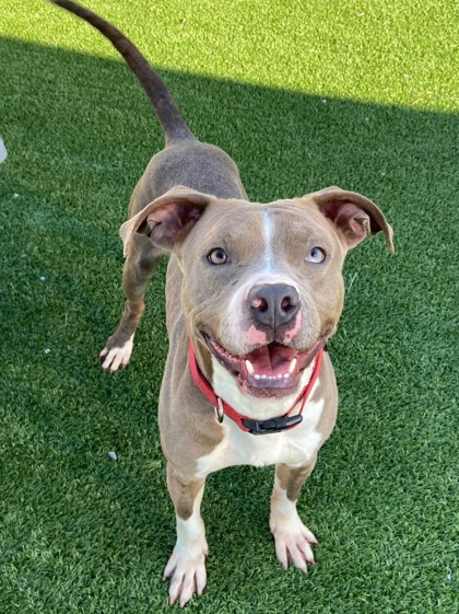 COWBOY - Pit Bull Terrier / Mix available for adoption