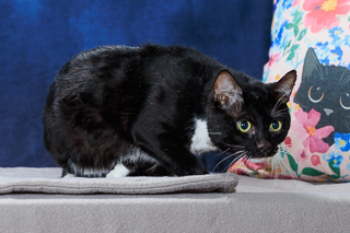 CAULDRON - Domestic Shorthair / Mix available for adoption