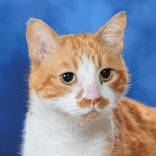 BEANS ON TOAST - Domestic Shorthair / Mix available for adoption