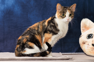 KITTY KATOURE - Domestic Shorthair / Mix available for adoption