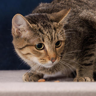 CHOBANI - Domestic Shorthair / Mix available for adoption