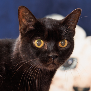 KITTY SOFT PAWS - Domestic Shorthair / Mix available for adoption