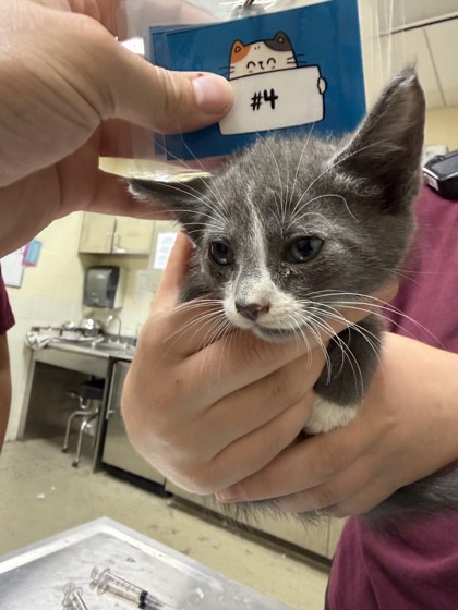 ALDI - Domestic Shorthair / Mix for adoption in Chesapeake