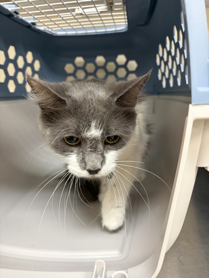 PHOENIX - Domestic Medium Hair / Mix available for adoption