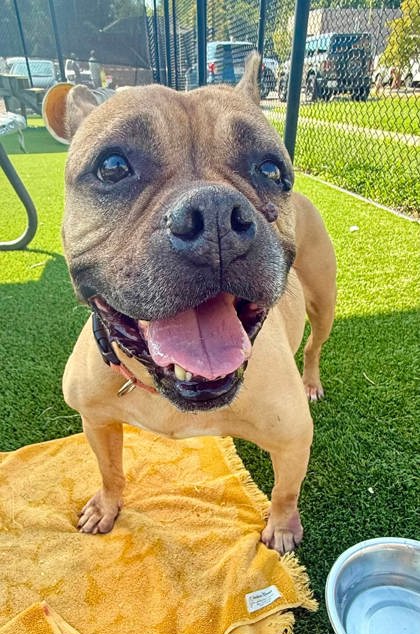KOKO - Bulldog / Mix for adoption in Chesapeake