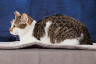 BEAUTY - Domestic Shorthair / Mix available for adoption
