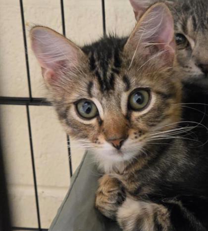 BABY - Domestic Medium Hair / Mix available for adoption