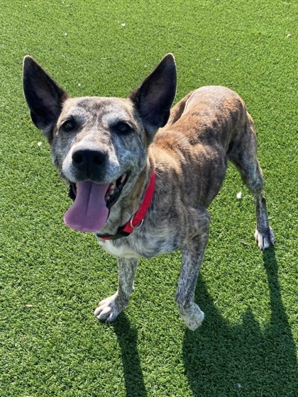BROOKIE - Shepherd / Mix available for adoption