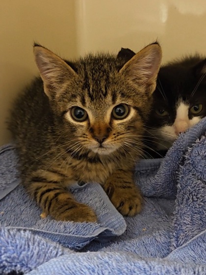 POISON IVY - Domestic Shorthair / Mix available for adoption