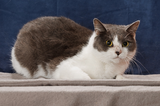 BIG RED - Domestic Shorthair / Mix available for adoption