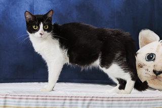 BEGONIA - Domestic Shorthair / Mix for adoption in Chesapeake
