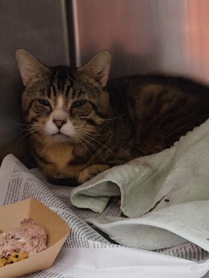 MARBLES - Domestic Shorthair / Mix available for adoption
