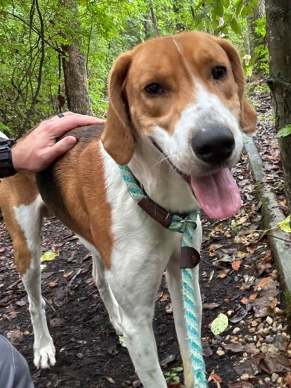 MILO - Hound / Mix available for adoption