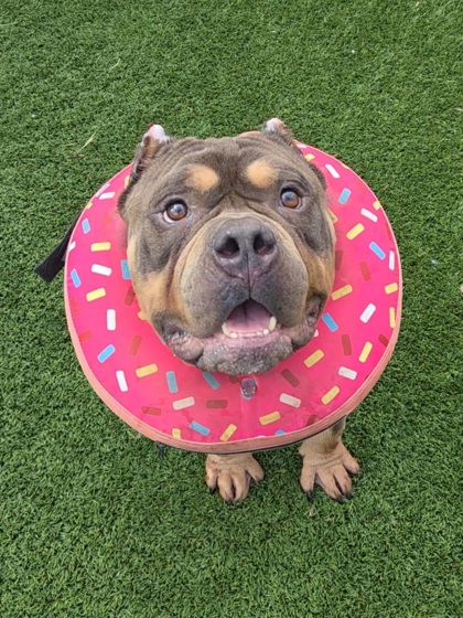 BIG MAC - Bully American  - Standard / Mix available for adoption