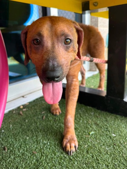 PAULETTE BONE-AFONTÉ - Mixed Breed, Small (under 24 lbs fully grown) / Mix for adoption in Chesapeake