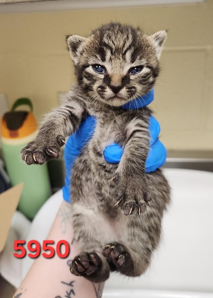 CHASTAIN - Domestic Shorthair / Mix available for adoption