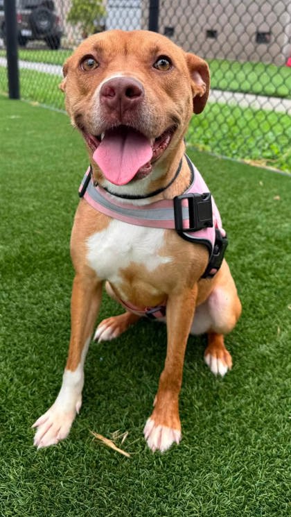 OODLES OF NOODLES - Pit Bull Terrier / Mix for adoption in Chesapeake