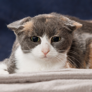 GHOST PEPPER - Domestic Shorthair / Mix available for adoption