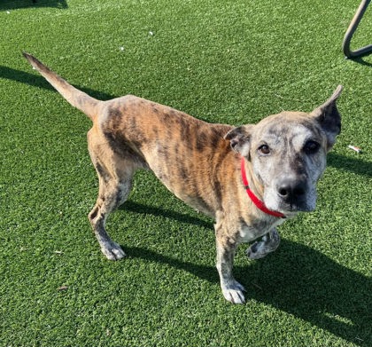 BROOKIE - Shepherd / Mix available for adoption