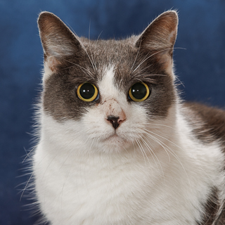 BIG RED - Domestic Shorthair / Mix available for adoption