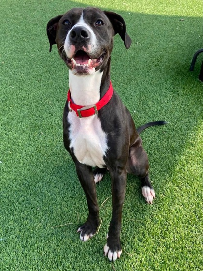 MOTOWN - American Pit Bull Terrier / Mix for adoption in Chesapeake