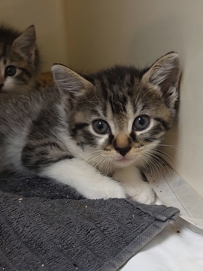 FEETS - Domestic Shorthair / Mix available for adoption