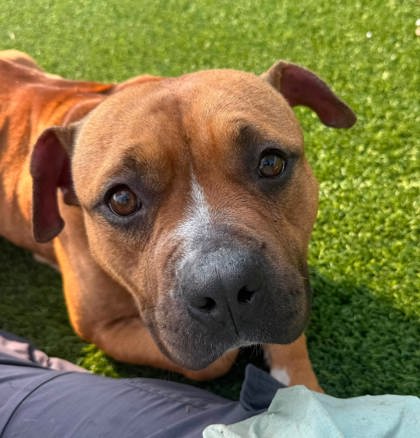 AMBROSIA - Boxer / Mixed Breed, Medium (up to 44 lbs fully grown) for adoption in Chesapeake