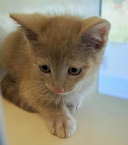 DORITO - Domestic Shorthair / Mix available for adoption