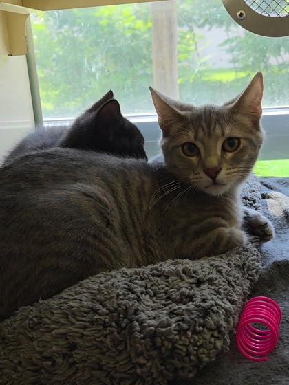 VIRGIL - Domestic Shorthair / Mix for adoption in Chesapeake