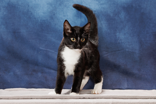 HUBERT - Domestic Shorthair / Mix available for adoption