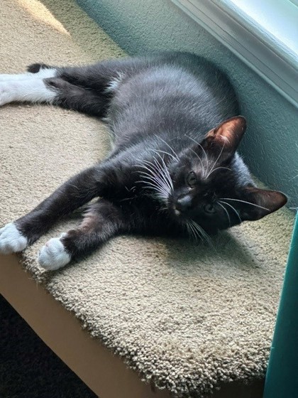 JAMES BOND - Domestic Shorthair / Mix available for adoption