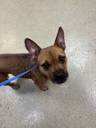 BLAIR - Mixed Breed, Small (under 24 lbs fully grown) / Mix available for adoption